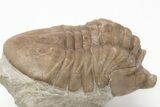 2.5" Asaphus Cornutus Trilobite Fossil - Russia - #200393-1